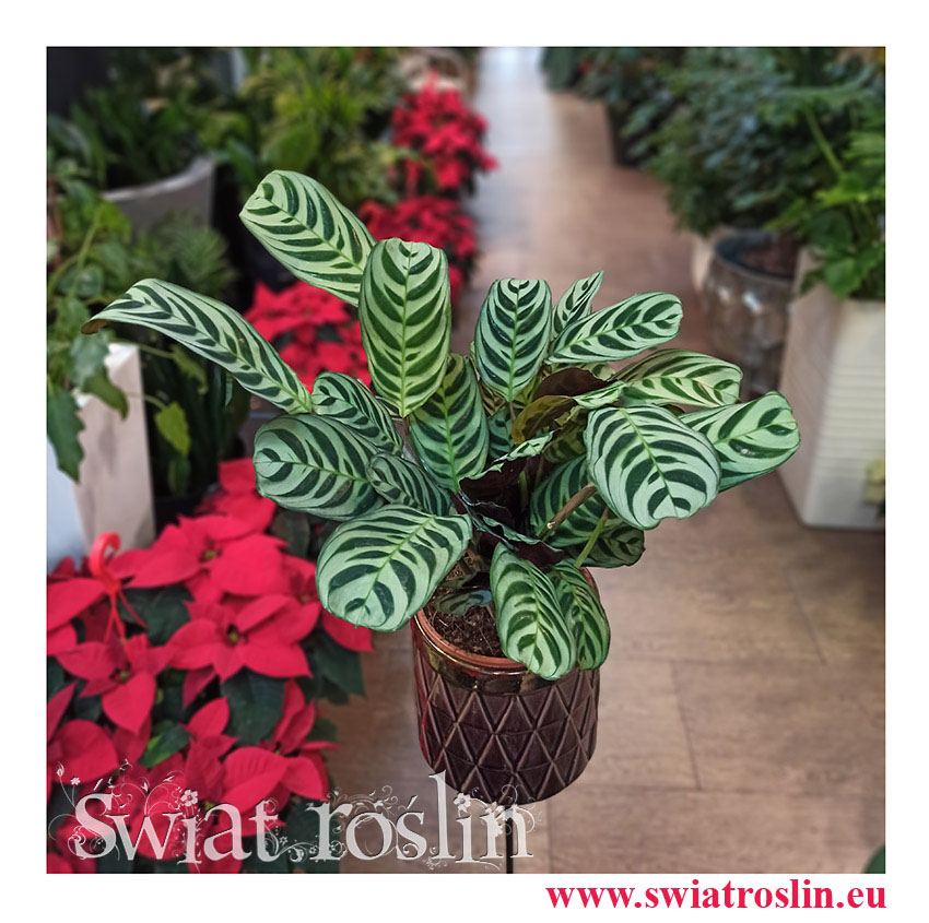 Kwiaty doniczkowe, rosliny doniczkowe, Ctenanthe Burle Marxii, Ktenante Burle Marxii-