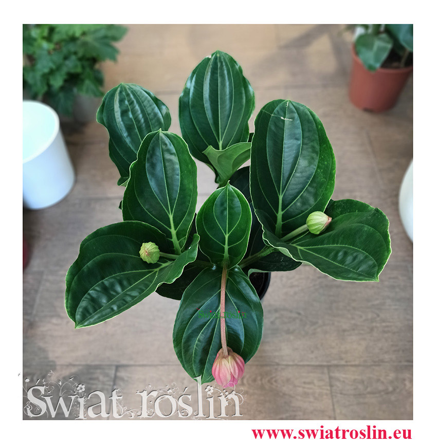 Medynila Wspaniała Flamenco, Medinilla Magnifica Flamenco, kwiaty rośliny do biura, do firmy do salonu, na parapet (1)