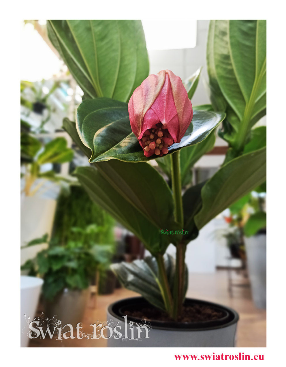 Medynila Wspaniała Flamenco, Medinilla Magnifica Flamenco, rośliny do biura, na parapet, do biurowca, kwiaty doniczkowe (1)