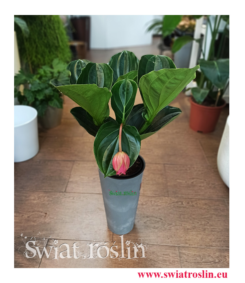 Medynila Wspaniała Flamenco, Medinilla Magnifica Flamenco, rośliny kraków, sklep z roślinami w Krakowie (1)