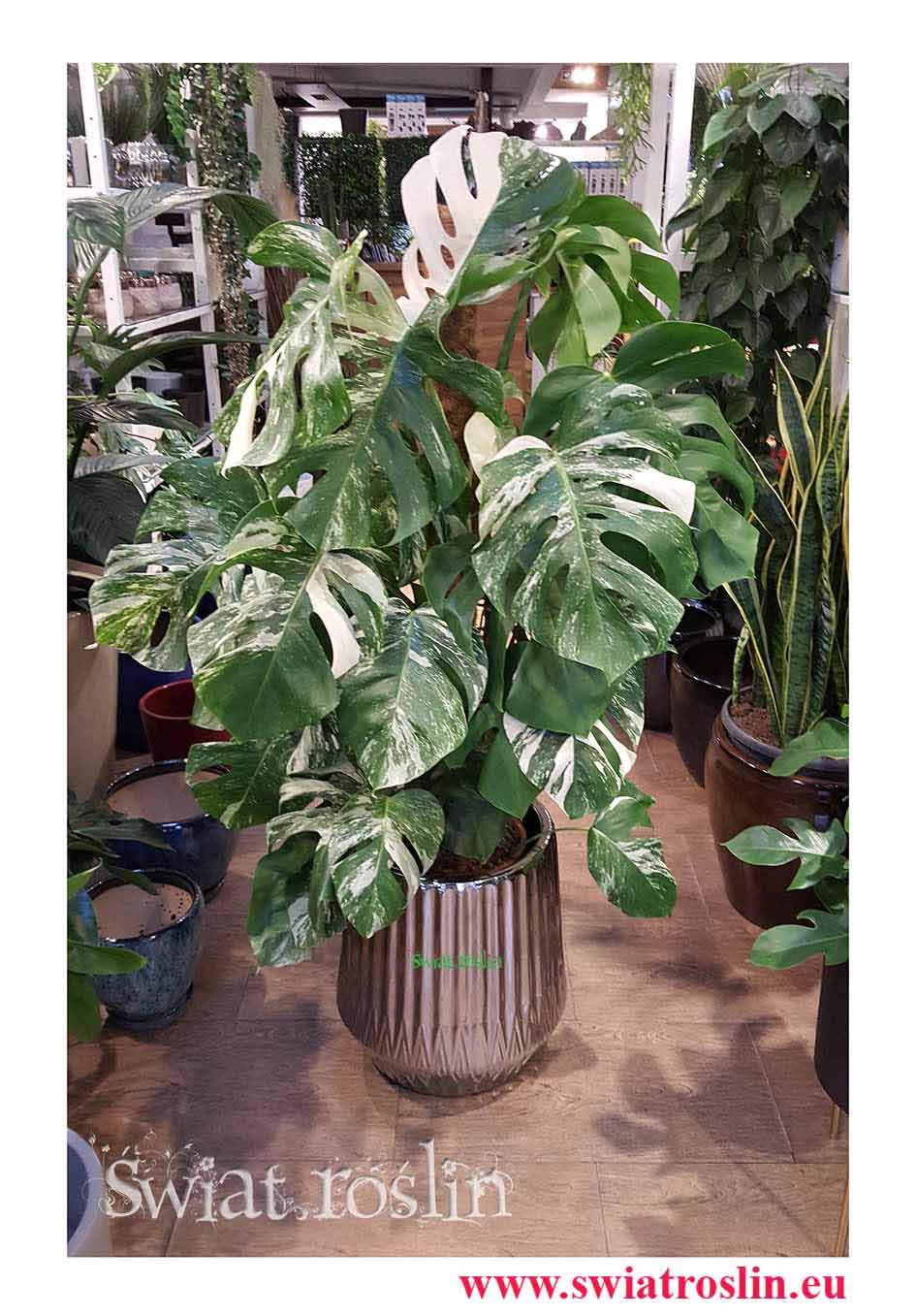 Monstera, Monstera Variegata, Filodendron Petrusem variegata, Świat Roślin, rośliny doniczkowe, rośliny Kraków, sklep z roslinami doniczkowymi