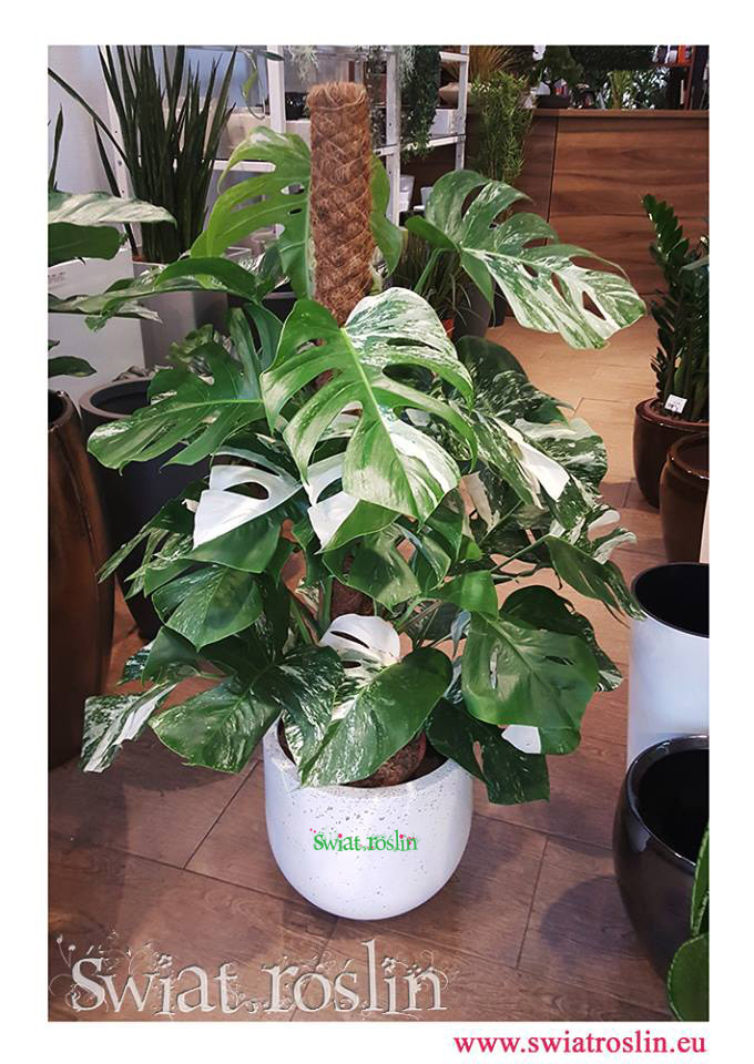 Monstera, Monstera Variegata, Philodendron Pertusem Variegatum, Świat Roślin