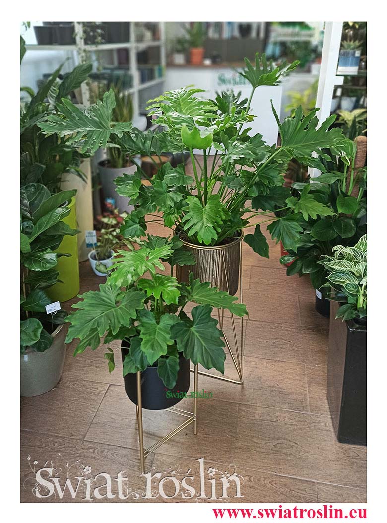 Philodendron Shangri La, Filodendron Shangri La, filodendron, philodendron, filodendron sklep, philodendron sklep, rośliny do biura, rośliny do firmy