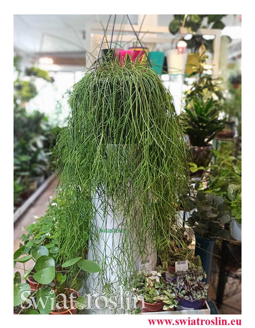 Rhipsalis Baccifera, Rypsalis Baccifera, Kaktus Rypsalis, Kaktus Rhipsalis, rosliny do biura, do firmy do salonu, do hotelu
