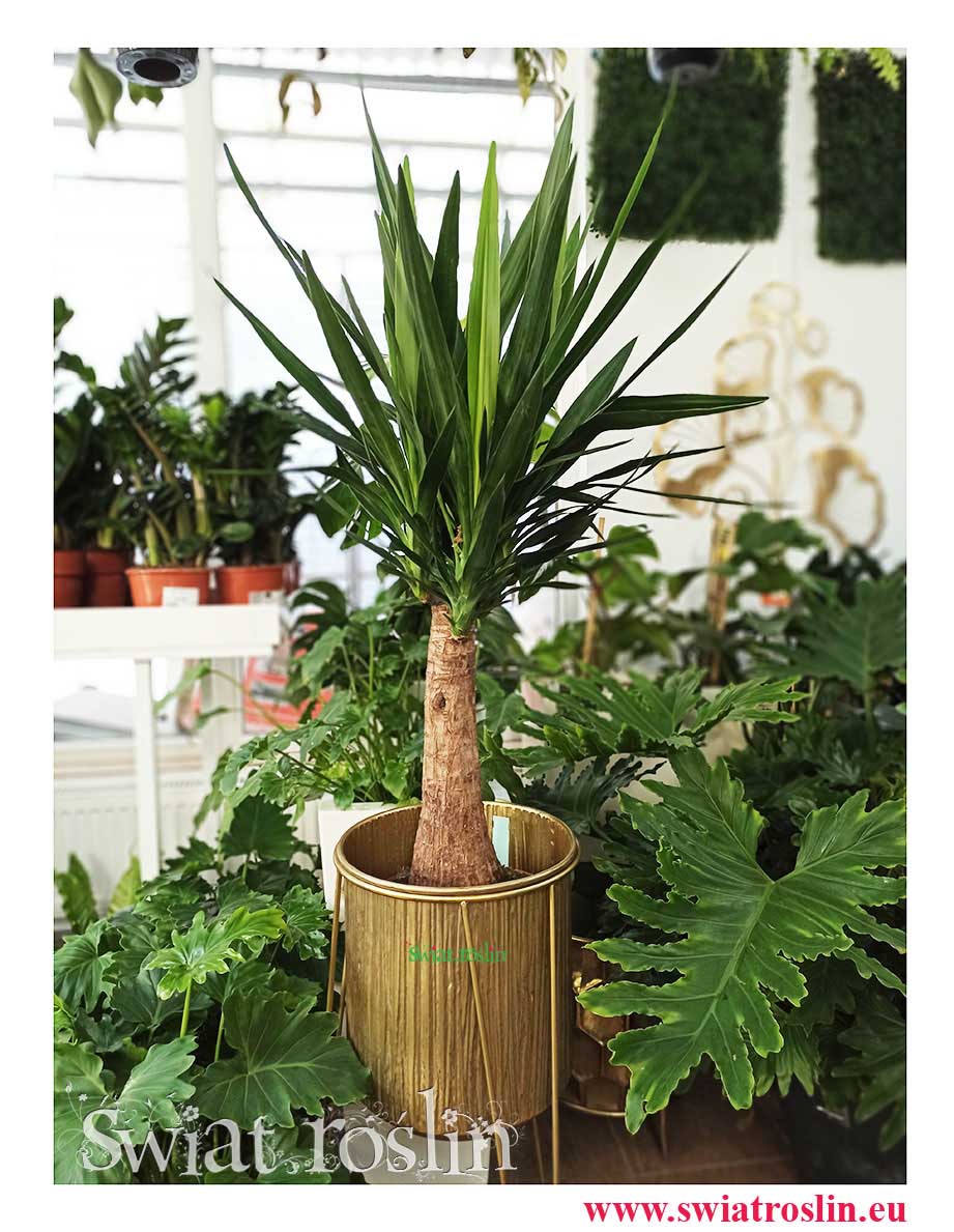 Rośliny doniczkowe, kwiaty doniczkowe, Juka Gwatemalska, Yucca Elephantipes