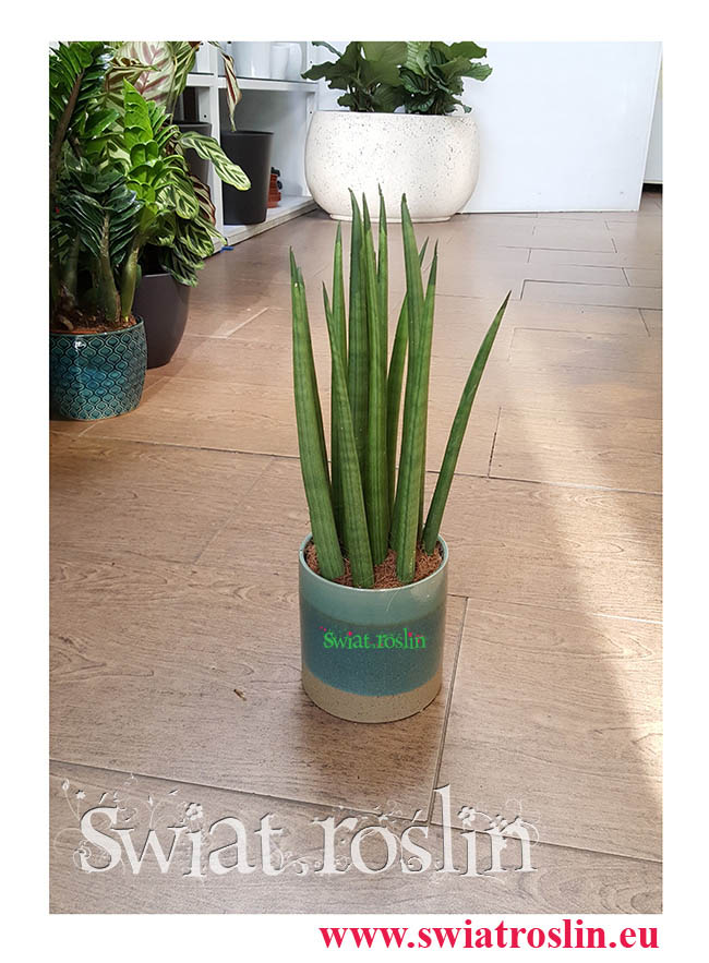 Sansevieria Bacularis Sansewieria, Sansevieria Cylindrica Sansewieria, rosliny kwiaty doniczkowe, rośliny Kraków, świat roślin