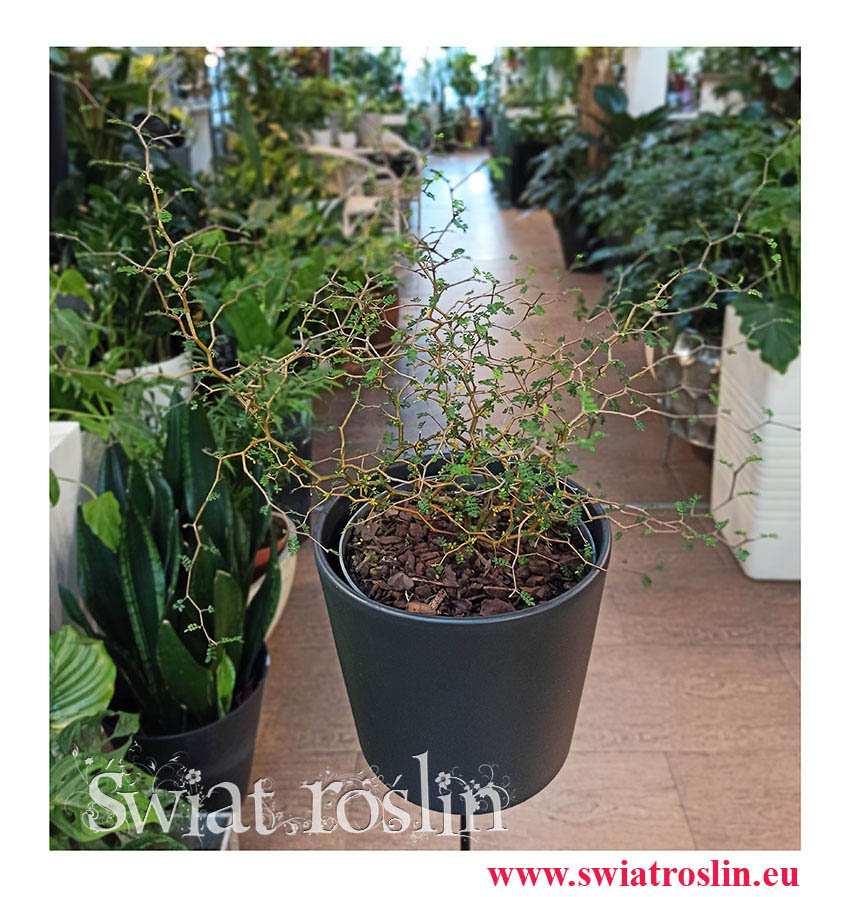 Sophora Prostrata Little Baby, Perełkowiec Drobnolistny, kwiaty doniczkowe, rośliny doniczkowe Kraków
