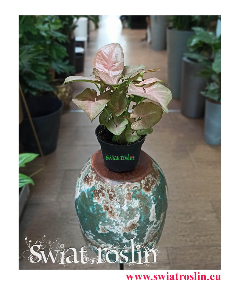 Syngonium Neon Robusta, Zroślicha, rosliny doniczkowe, kwiaty doniczkowe, sklep internetowy z roślinami doniczkowymi
