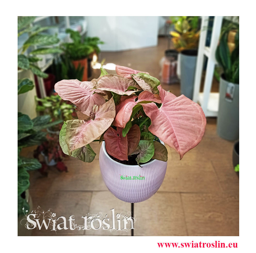 Syngonium Red Heart, Zroślicha, Rośliny kwiaty doniczkowe sklep