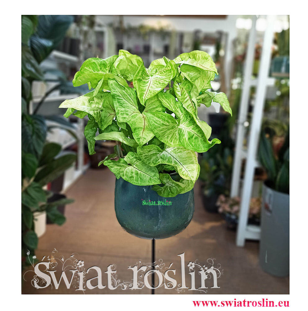 Zroślicha, Syngonium Golden, Stopowcowe,  Podophyllum