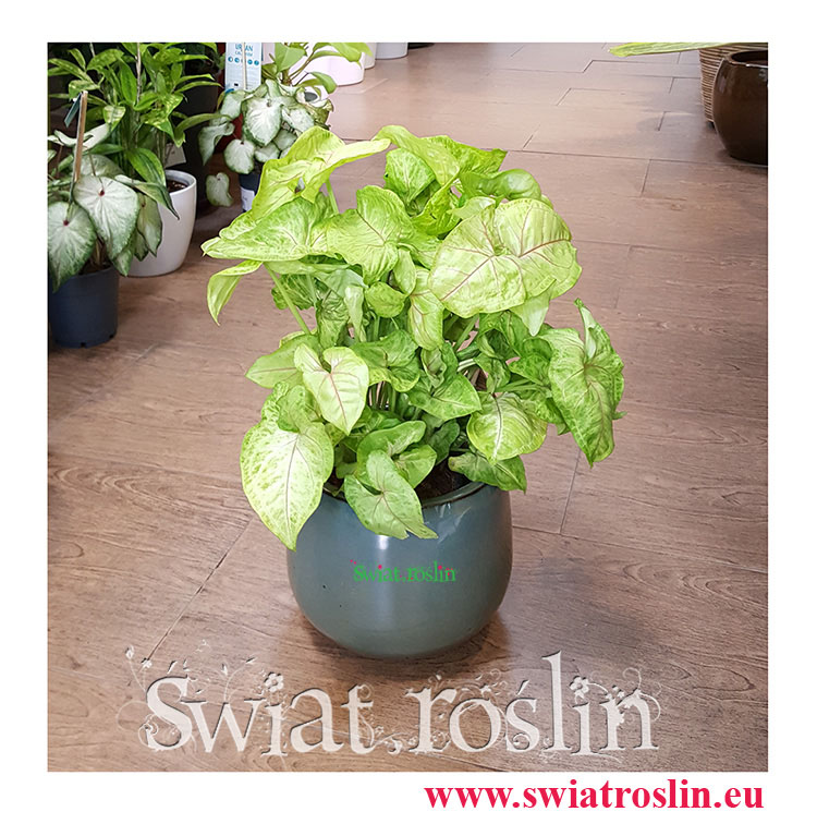 Zroślicha, Syngonium Golden, Syngonium Stopowcowe, Syngonium Podophyllum, kwiaty rosliny doniczkowe pokojowe