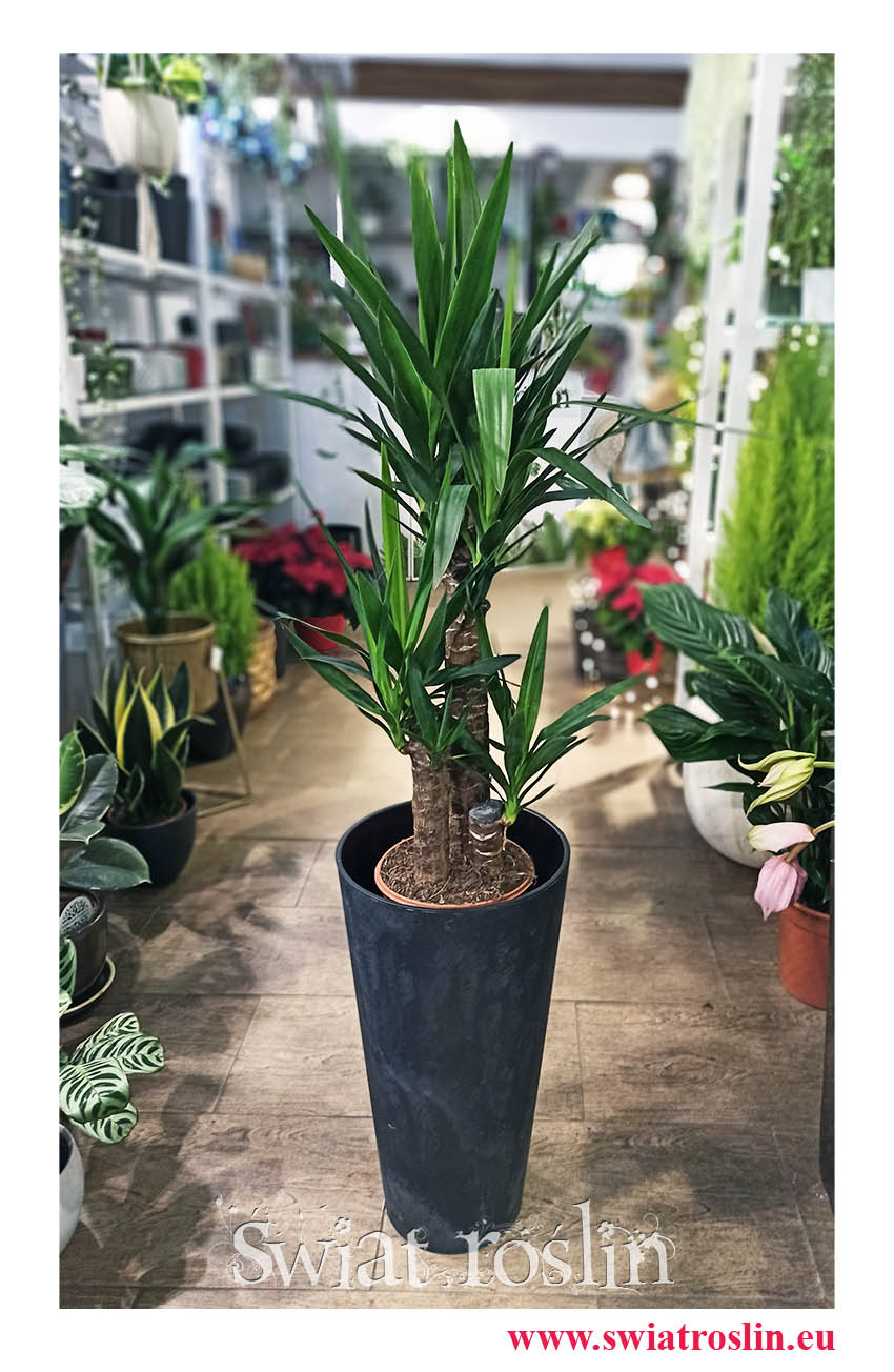 juka, yucca, sklep z roślinami Kraków, Juka Gwatemalska, Yucca Elephantipes, Juka Gwatemalska, Yucca Elephantipes, Juka sklep Yucca
