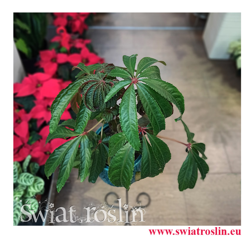 kwiaty doniczkowe, rośliny do firmy, Begonia Luxurians, Ukośnica