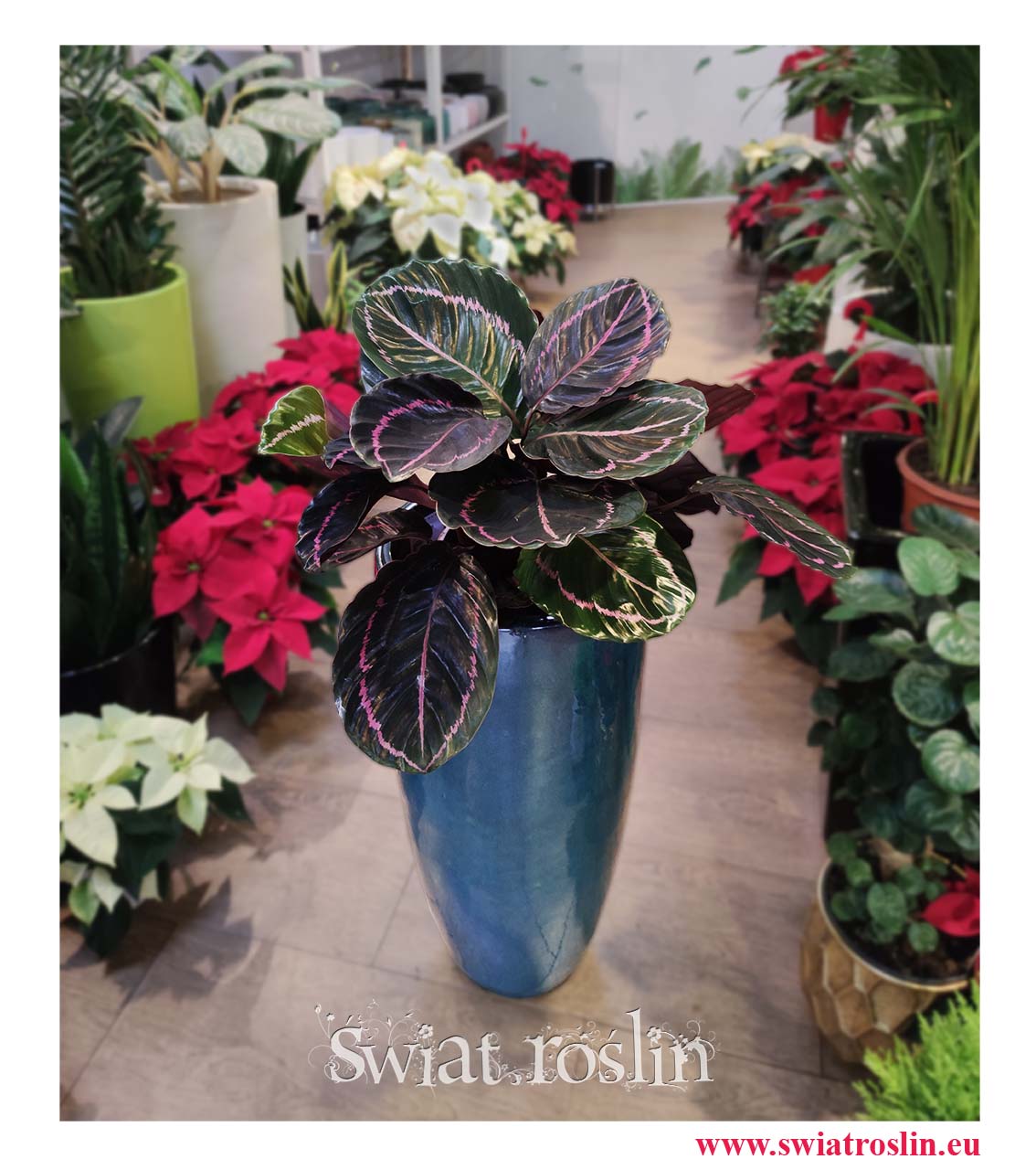 Calathea Dottie, Kalatea Dottie. Kiwty doniczkowe duże rośliny doniczkowe, rośliny Kraków