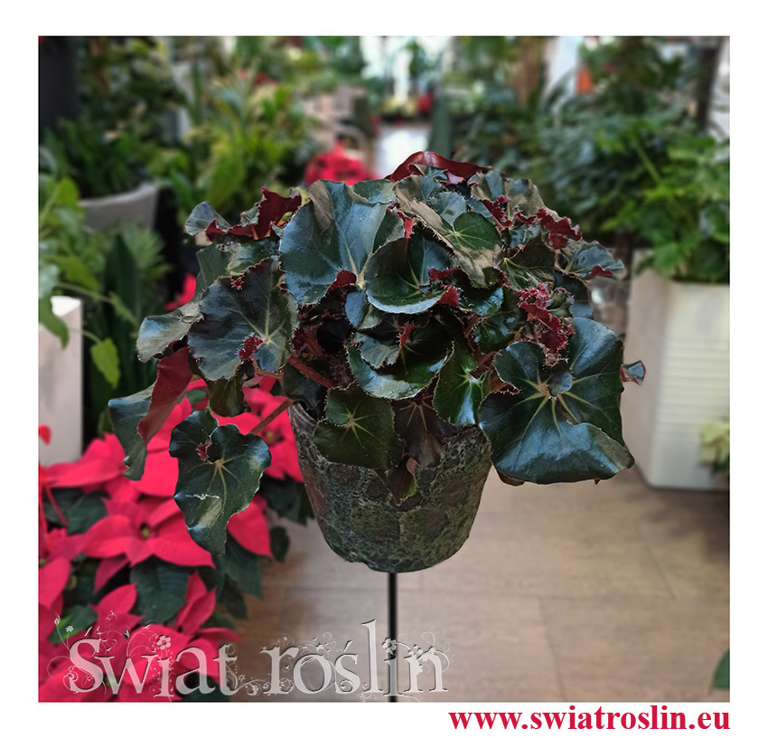 rośliny Kraków, Begonia Erythrophylla Black Jungle, Ukośnica, Begonia Black Jungle, begonia black