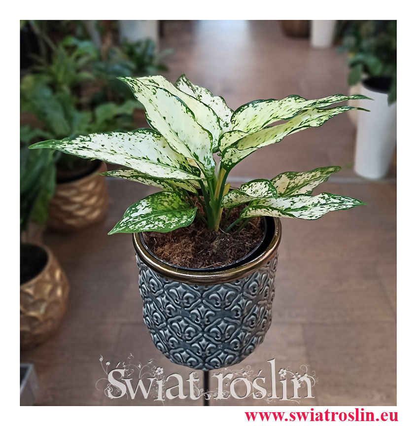 Aglaonema Kiwi, Aglonema Kiwi, Aglonema, Aglaonema, modne rośliny, rośliny na zielony parapet