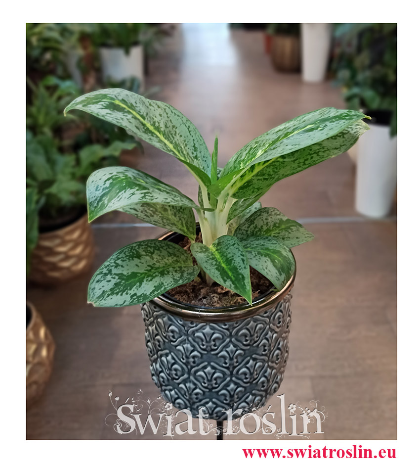 Aglaonema Lemon Mint, Aglonema Lemon Mint, popularne rośliny doniczkowe, kolekcjonerskie rośliny