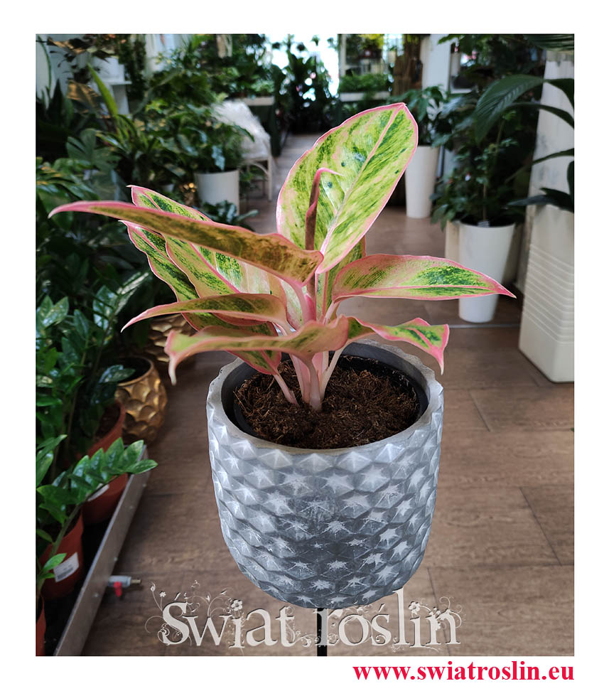 Aglaonema Salmon Fantasy, Aglonema Salmon Fantasy, rośliny na parapet, popularne rośliny