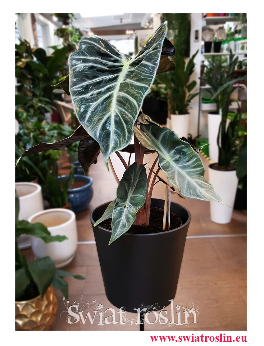 Alokazja Pink Dragon, Alocasia Pink Dragon, Zakleśń, rosliny na zielony parapet, rośliny tropikalne