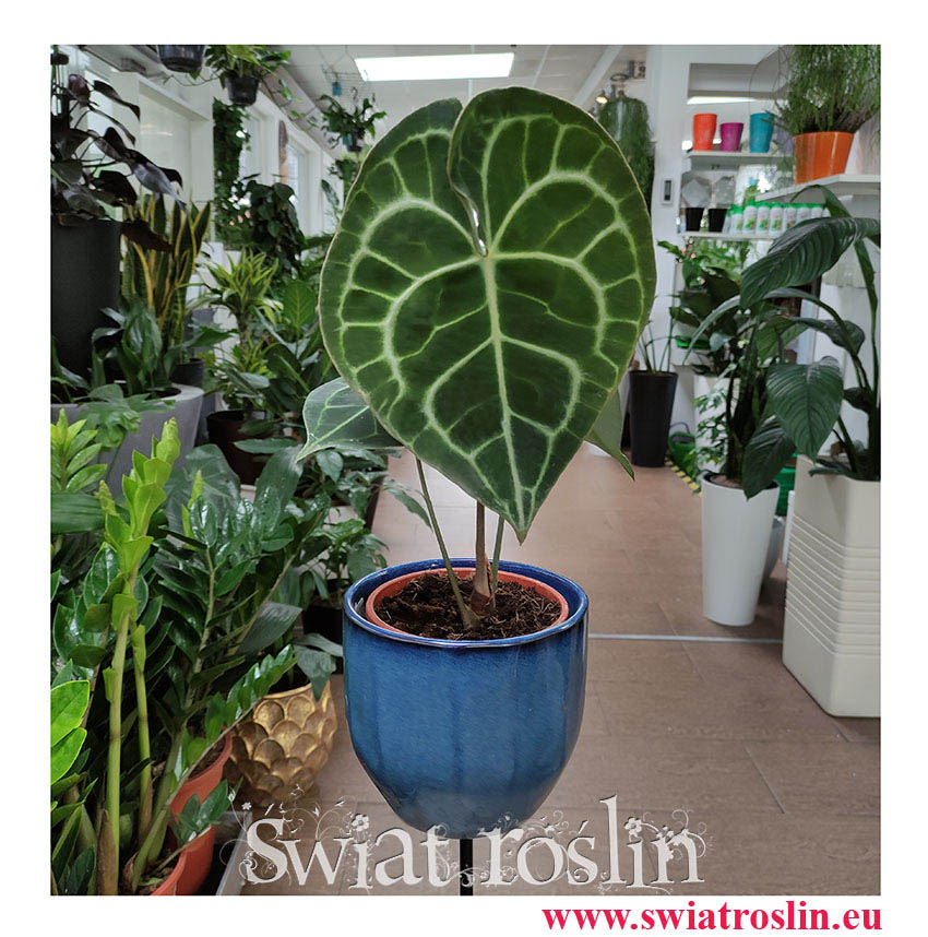 Anturium Clarinervium, Anthurium Clarinervium, rośliny do biura, rośliny kolekcjonerskie