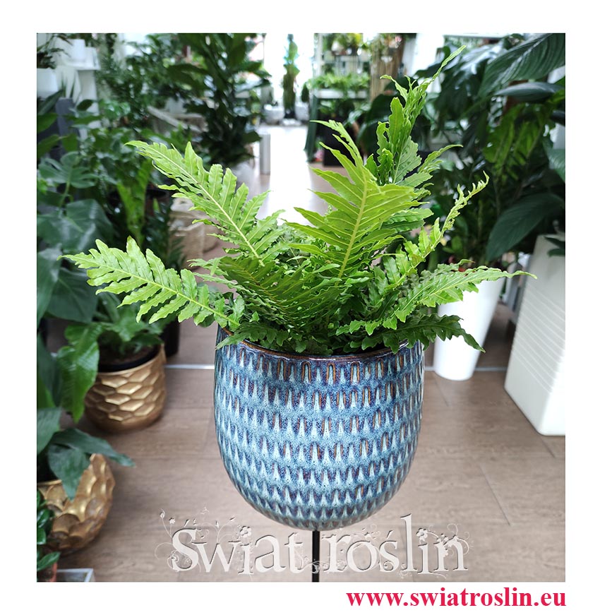Blechnum Gibbum Silver Lady, Podrzeń Garbaty, Paproć Silver Lady, kwiaty doniczkowe, rośliny na parapet