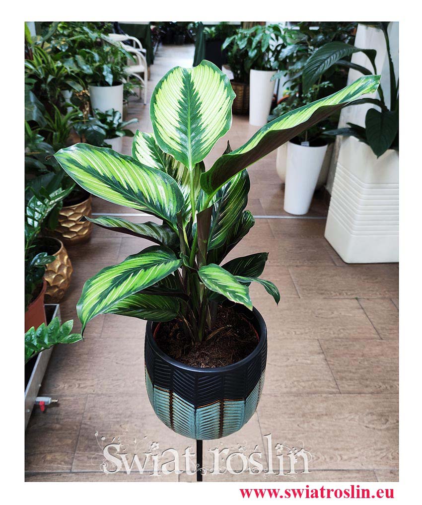 Calathea Beauty Star, Kalatea Beauty Star, popularne rośliny doniczkowe, kwiaty doniczkowe