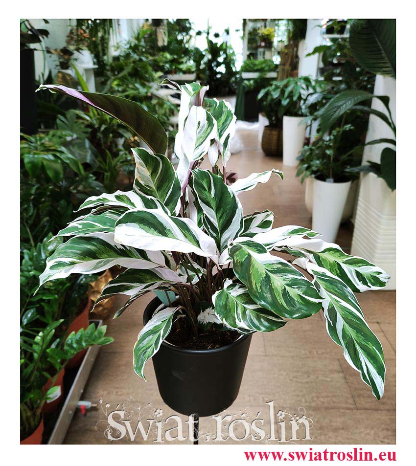 Calathea White Fusion, Kalatea White Fusion, rośliny z instagrama, rośliny tropikalne