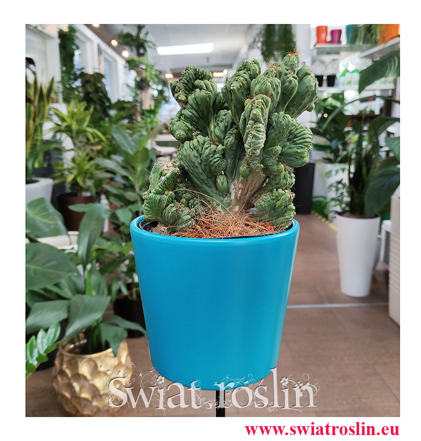 Cereus, Cereus Monstrosusa, Pałczak Monstrosusa, kaktusy, sukulenty, rośliny doniczkowe, kwiaty doniczkowe