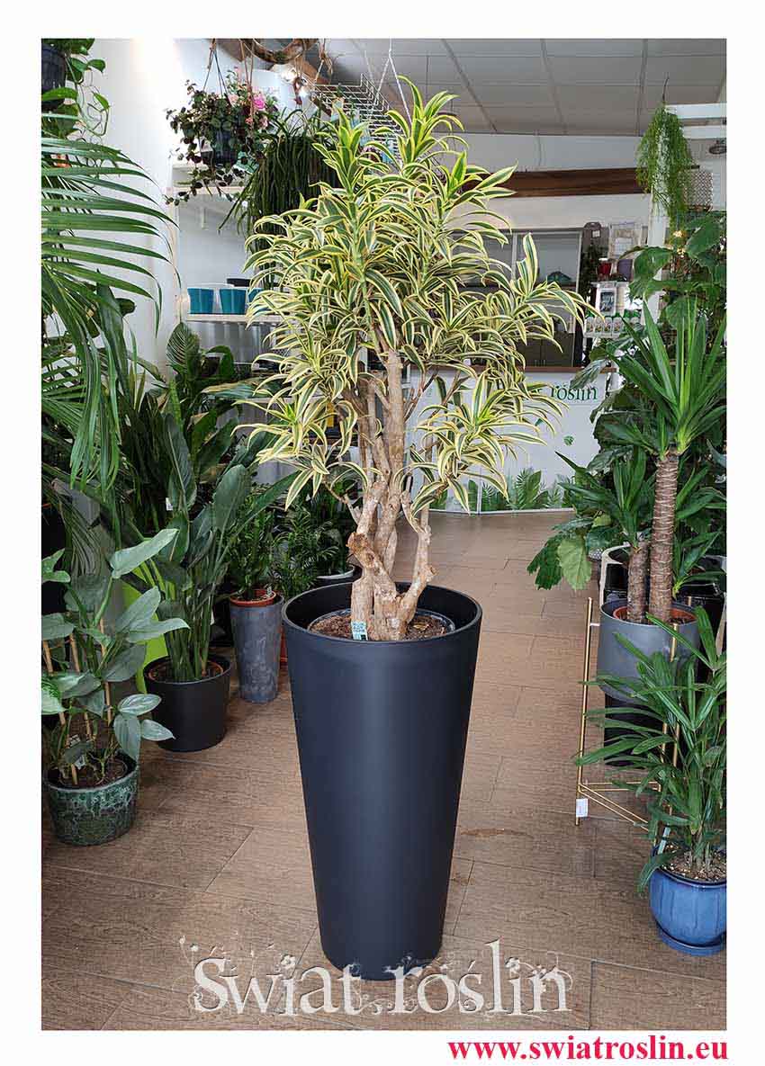 Dracena Reflexa Song of India, Dracaena Reflexa Song of India, Pleomele Reflexa, popularne rośliny, rośliny kraków, duże rośliny doniczkowe