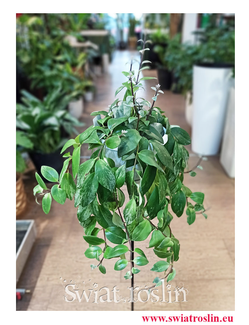 Eschynantus Variegata, Eszynantus Variegata, Aeschynanthus Variegata, Lipstick Plant, popularne rośliny doniczkowe