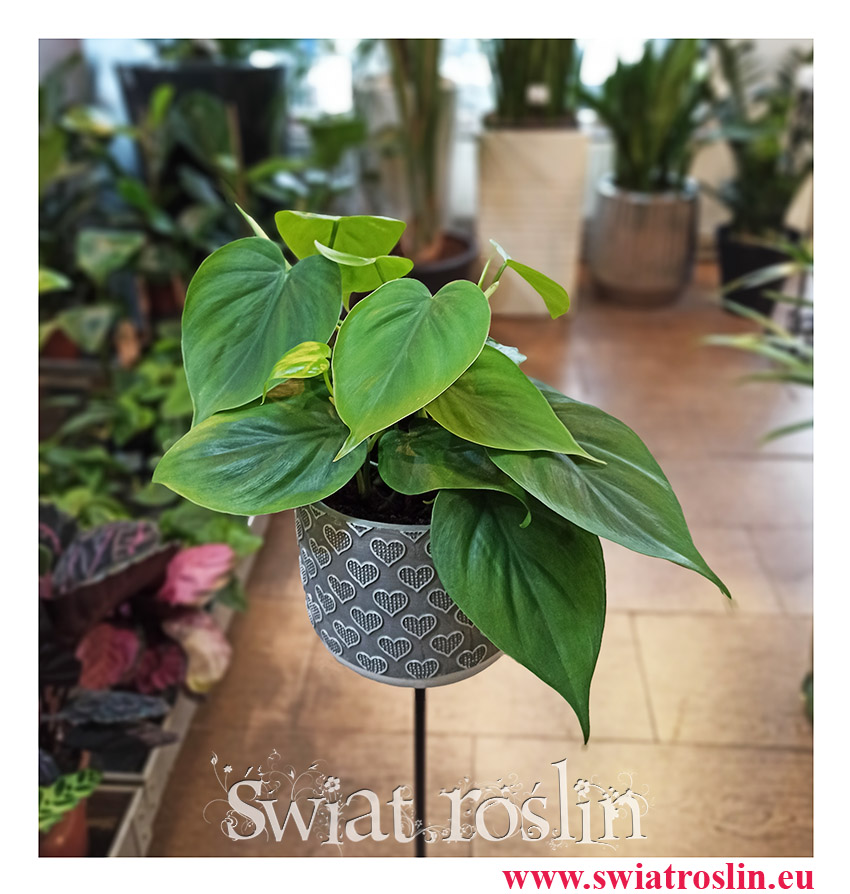 Filodendron Pnący Scandens, Philodendron Pnący Scandens , Philodendron Scandens, Filodendron Scandens. Pnącza sklep online