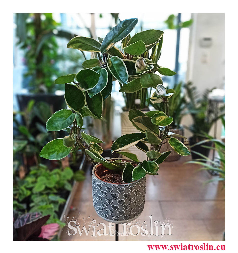 Hoja Australijska Albomarginata, Hoya Australis Albomarginata, Hoya Albomarginata, Hoja Albomarginata, popularne rośliny, modne rośliny