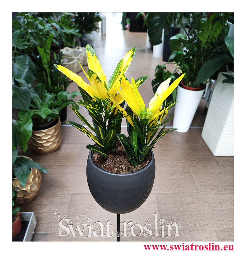 Kroton Sunny Star, Croton Sunny Star, Croton, Trójskrzyn, Codiaeum, Kroton, rosliiny egzotyczne, rośliny tropikalne