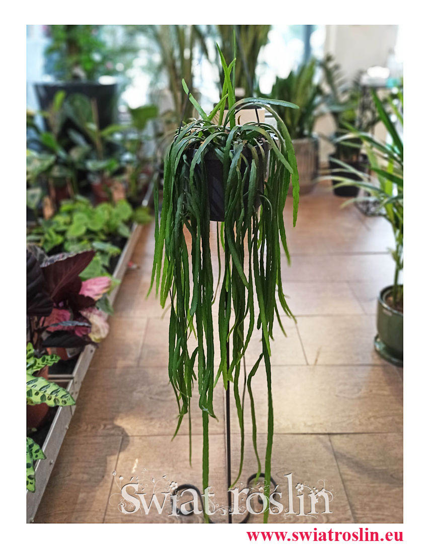 Lepismium Bolivianum, Kaktus Leśny, Kaktus Lepismium Bolivianum, popularne rośliny doniczkowe, modne rośliny