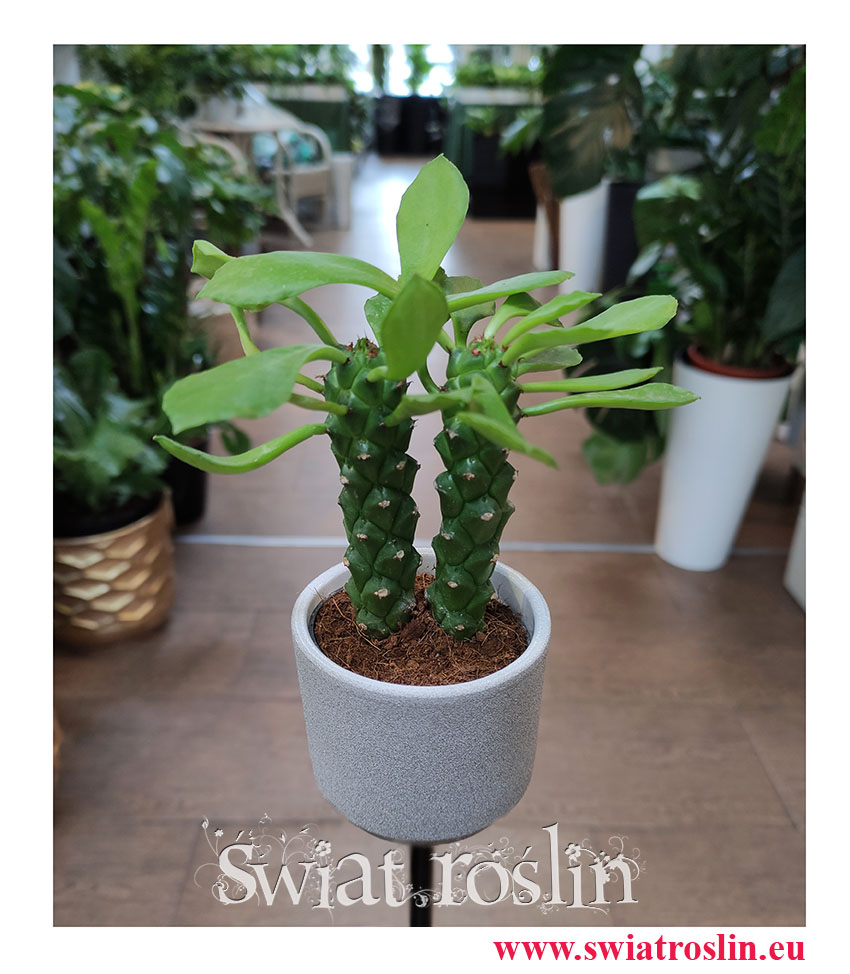 Monadenium Montanum ‘Rubellum’, Euphorbia Neorubella, popularne rośliny, na zielony parapet, modne rośliny