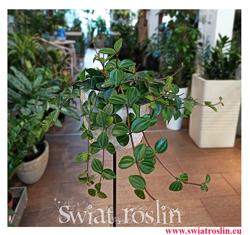 Peperomia Angulata Rocca Scuro, Pieprzówka Angulata Rocca Scuro, popularne rosliny, modne rośliny, rośliny na parapet, pnącza