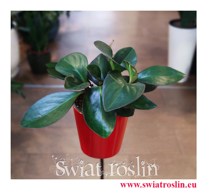 Peperomia Clusifolia Red Margin, Pieprzówka Clusifolia Red Margin, rosliny na zielony parapet
