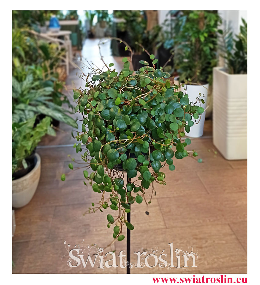 Peperomia prostrata pepperspot, Pieprzówka pepperspot, popularne rosliny, modne rośliny, pnącza sklep, rośliny na parapet