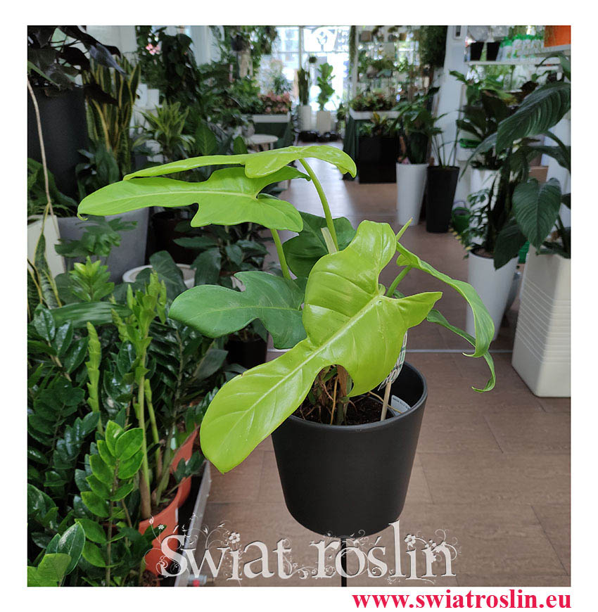 Philodendron Bipennifolium Yellow Violin, Philodendron bipennifolium Aurea, Filodendron Yellow Violin, Filodendron Aurea, rośliny tropikalne, rosliny egzotyczne