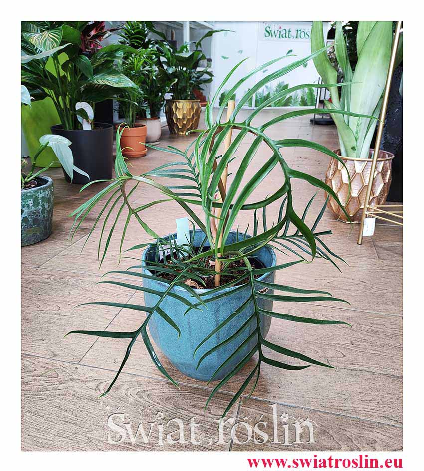 Philodendron Polypodioides Tortum, Filodendron Polypodioides Tortum, modne rosliny, rośliny tropikalne