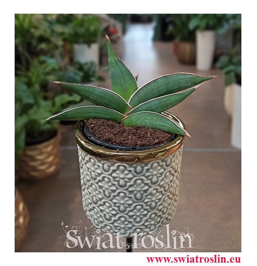 Sansevieria Almond Silver, Sansewieria Almond Silver, rośliny łatwe w uprawie, rośliny z instagrama