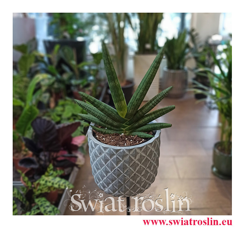 Sansevieria Cylindrica Tiara Dino Green, Sansewieria Cylindrica Tiara Dino Green, Wężownica, populanre rośliny, modne rośliny, kwiaty doniczkowe
