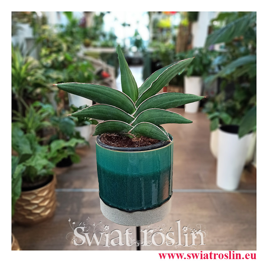 Sansevieria Ehrenbergii Samurai, Sasnewieria Ehrenbergii Samurai, rzadkie rośliny doniczkowe, rośliny kolekcjonerskie
