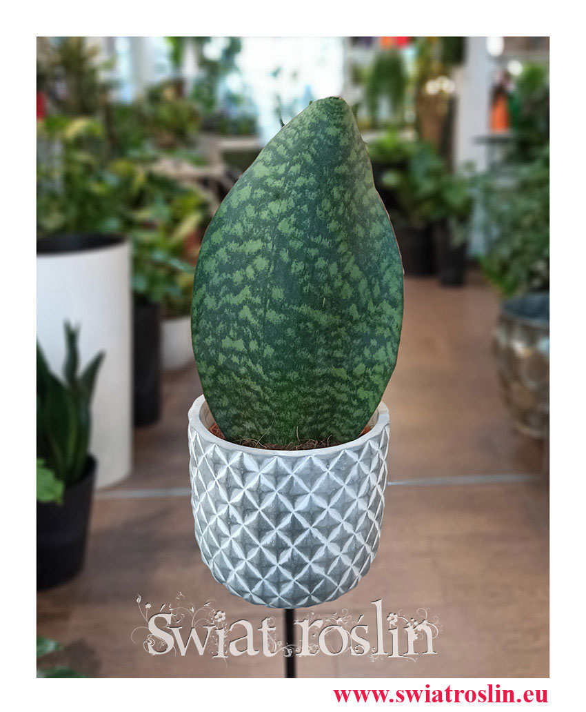 Sansevieria Masoniana Victoria, Sasnewieria Masona Victoria, Sansevieria Trifasciata Masoniana, popularne rośliny doniczkowe, sklep z roślinami Kraków