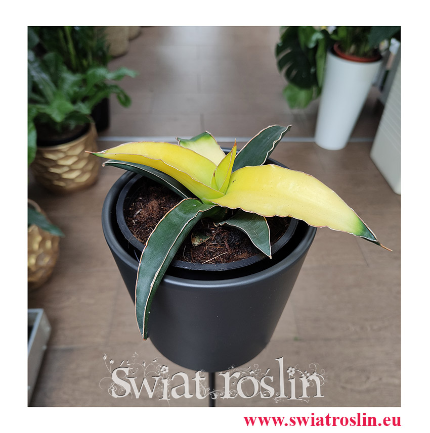 Sansevieria Star Canary, Sansewieria Star Canary, Sansewiera Star Canary, Wężownica, popularne rośliny, modne rośliny