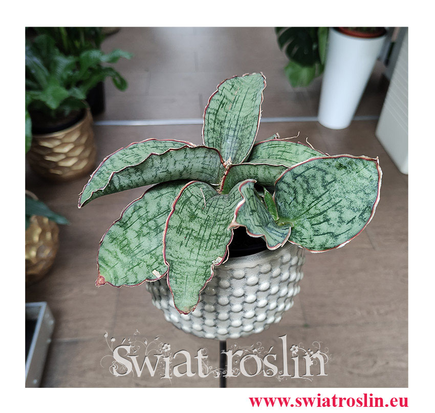 Sansevieria Star Green Granite, Sansewieria Star Green Granite, Sansewiera Star Green Granite, Wężownica, rolsiny na zielony parapet, kwiaty doniczkowe