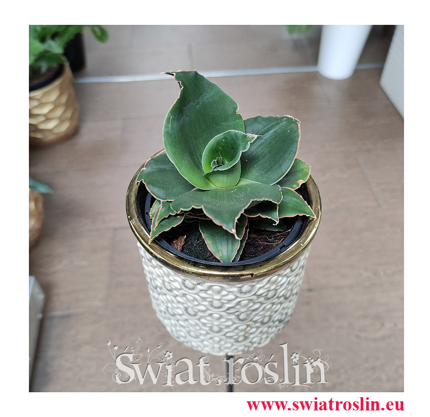 Sansevieria Star Rose, Sansewieria Star Rose, Sansewiera Star Rose, Wężownica, modne rośliny, rosliny na zielony parapet, rośliny do biura