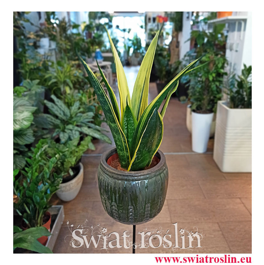 Sansevieria Trifasciata Golden Flame, Sansewieria Trifasciata Golden Flame, modne rośliny, popularne rośliny, oczyszczające powietrze