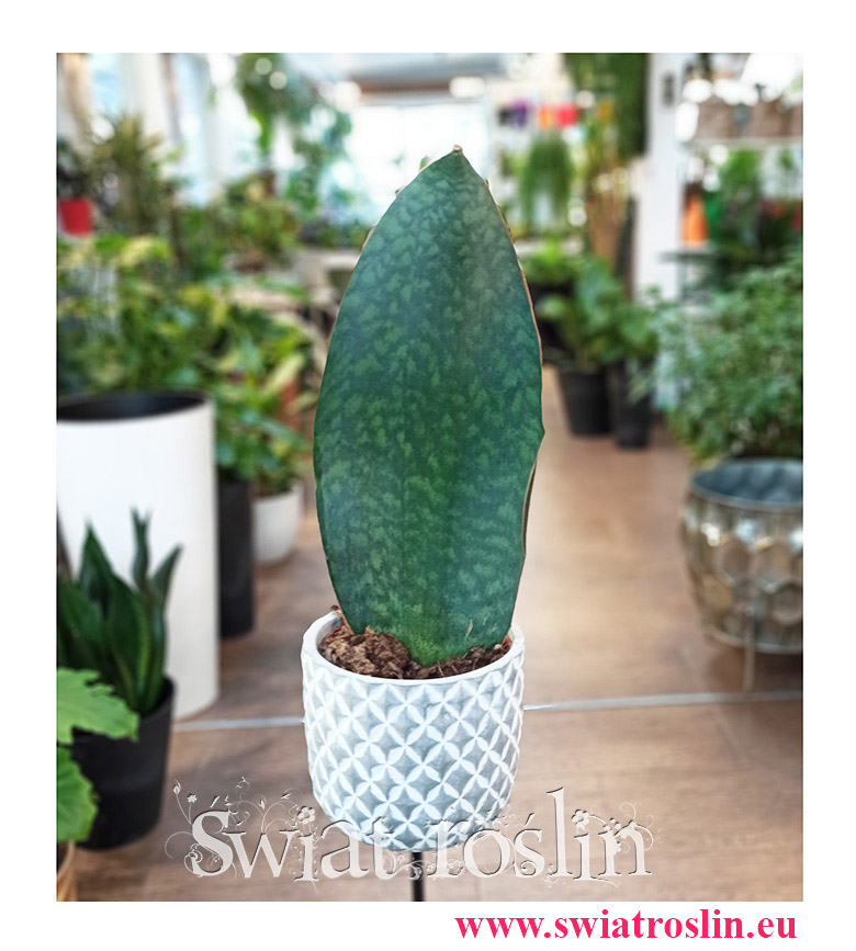 Sansevieria Trifasciata Masoniana, Wężownica Masona, Sansewieria Trifasciata Masoniana, popularne rośliny doniczkowe