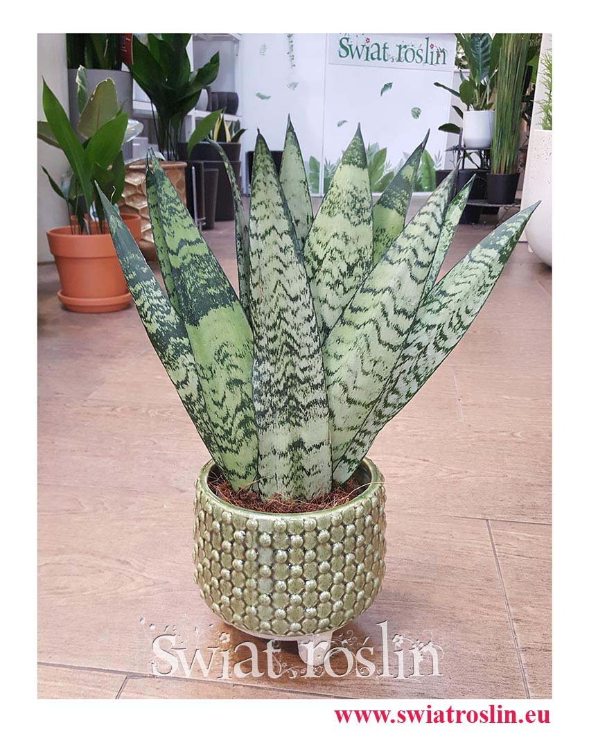 Sanseweria Zeylanica Fan, Sansevieria Zeylanica Fan, Sansewieria Zelanika Fan, Wężownica Fan, Sansewieria Zeylanica Fan, po
